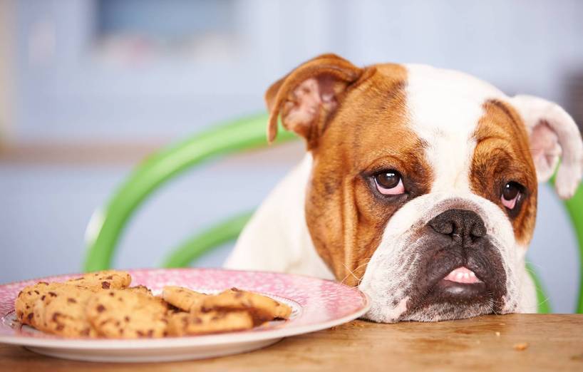 Hunde Fressen