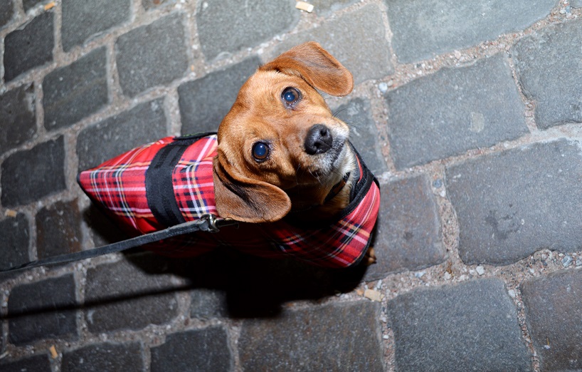 Hilfe Fur Obdachlose Mit Hund Die Hunde Lobby Aus Hamburg Agila