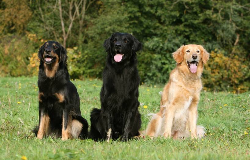 Hovawart (Hunderasse)