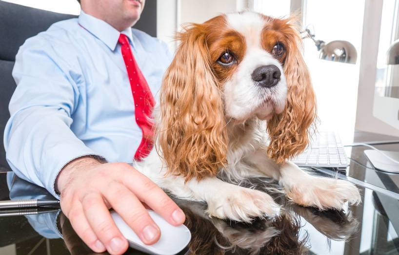 Hunde am Arbeitsplatz