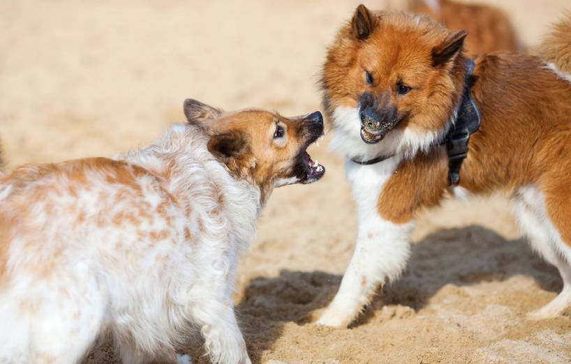 Hund Beisst Hund Agila