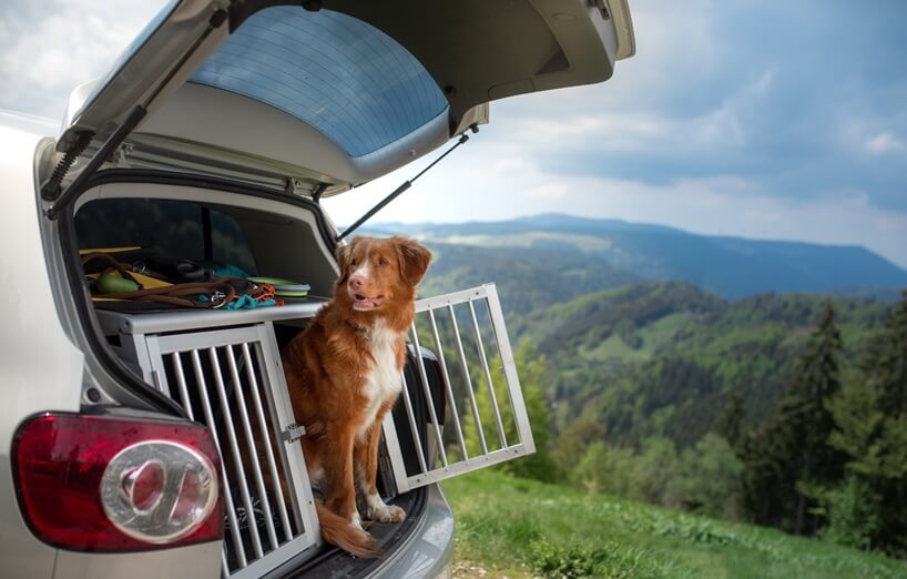 Autofahrt mit Hund