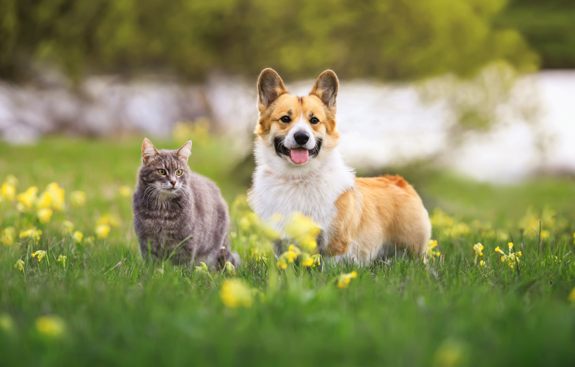 virtuel Fremskreden forhøjet Hund und Katze aneinander gewöhnen: So klappt's - AGILA