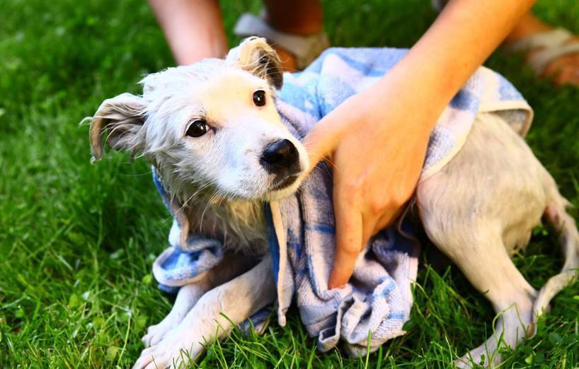 Hund nach dem Waschen richtig trocknen