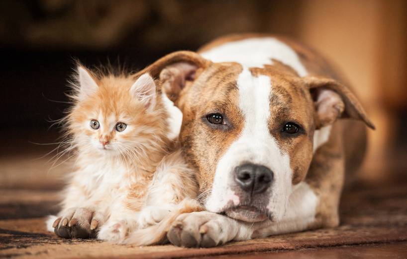 Hund Und Katze Zusammen Halten Agila