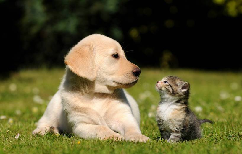 Hund Vs Katze Welches Ist Das Geeignete Haustier Für Mich