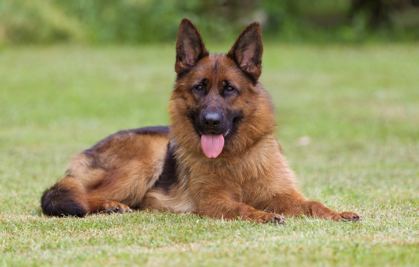 Hund draußen halten darf man das in Deutschland? AGILA