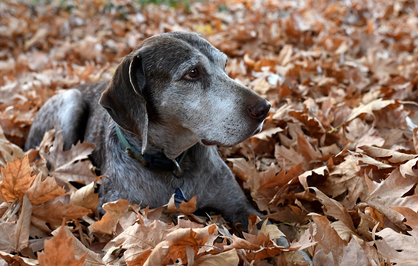 Hunde-Senioren im Fokus