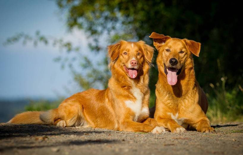 Hundeanschaffung: Mischling oder Rassehund? -