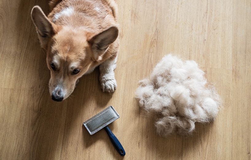 Hundebürsten, Hundekämme, Fellhandschuhe