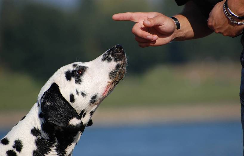 Hundeerziehung -Motivation