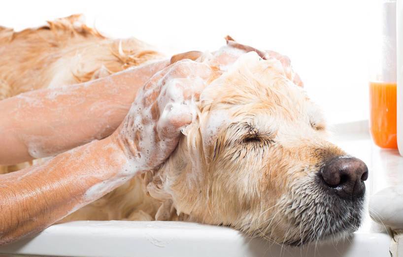 Hundeshampoo Die Richtige Wahl Agila