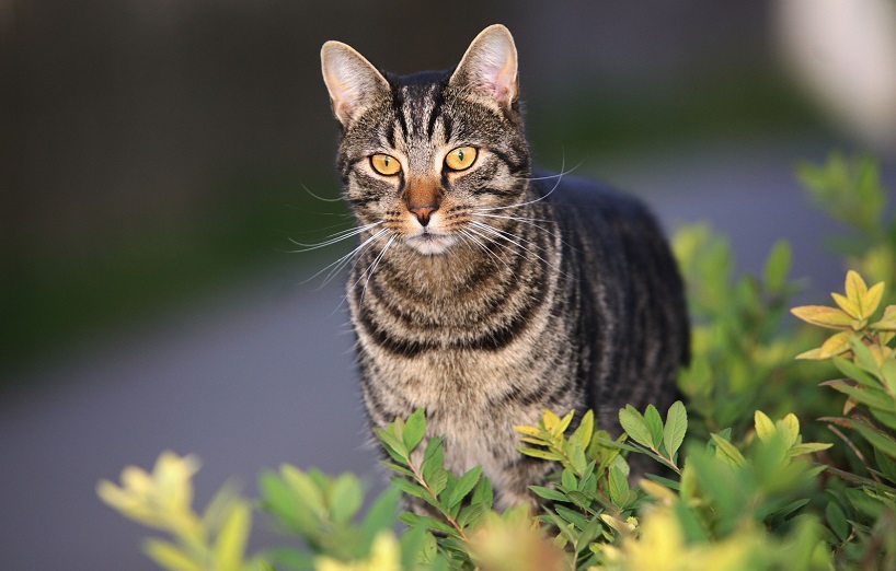 Katzen Lernen
