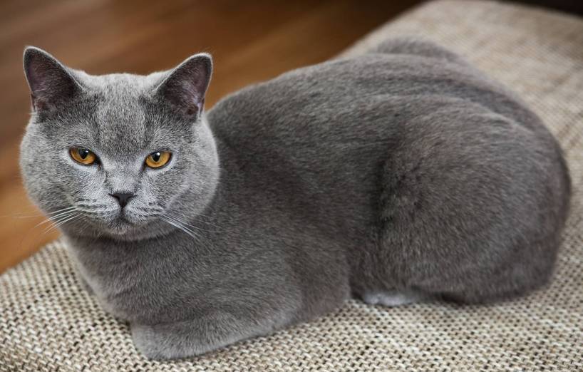 Chartreux Katze Preis