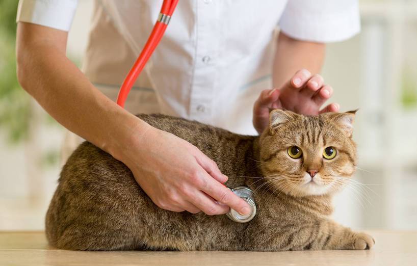 Katzen Zum Tierarzt Bringen