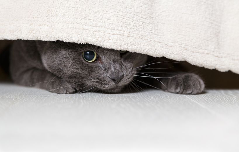 Katzen bei Gewitter Tipps gegen Angst AGILA