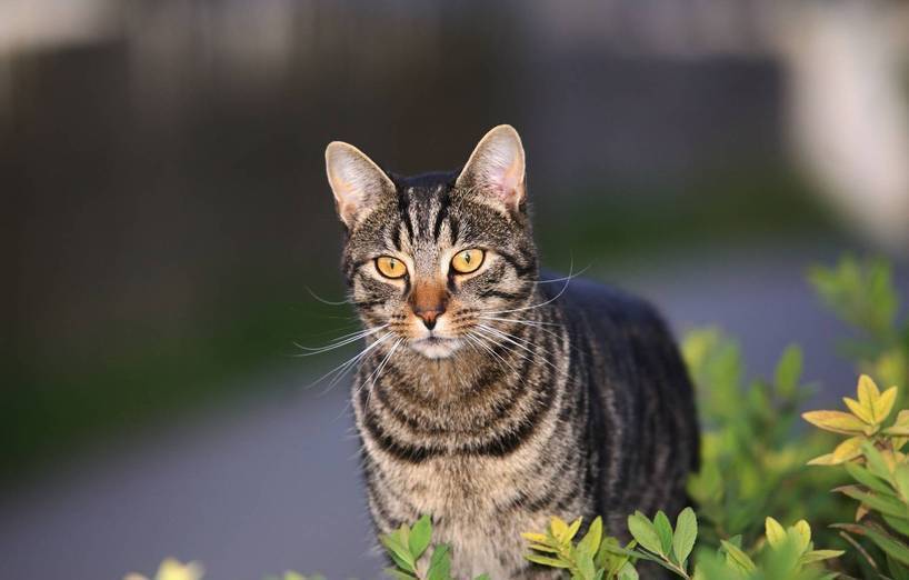 Hören Katzen Besser Als Menschen