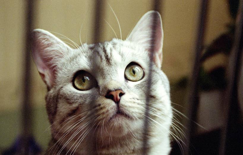 Katzen im Gefägnis