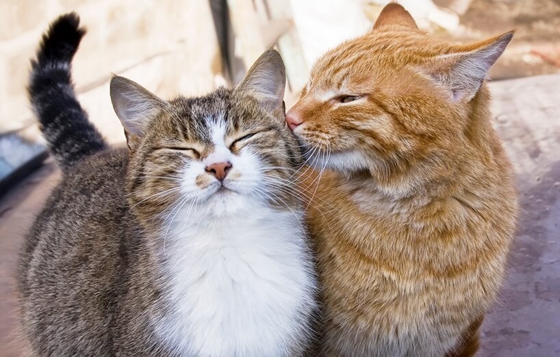 Zwei Katzen kuscheln sich aneinander und zeigen gegenseitige Zuneigung – ein Zeichen gelungener Zusammenführung