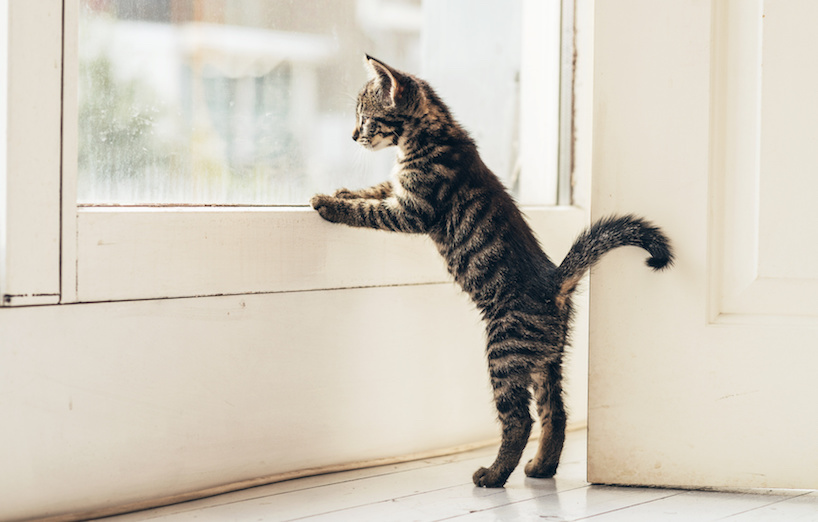 Katzenanschaffung Hauskatze Oder Freigänger Agila