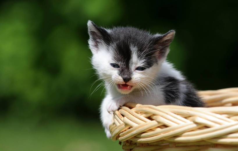 Katzenbaby Trinkt Nicht Was Tun Agila