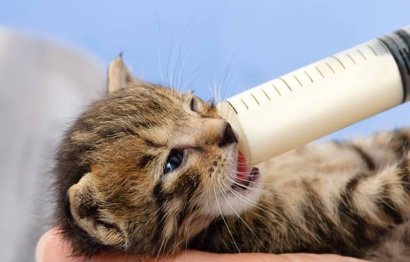 Aidiyapet Haustierspritze mit Spritzen und Fläschchen für Kätzchen Welpen Woche ideal geeignet für kleine Säugetiere alte Kätzchen L Neonate 