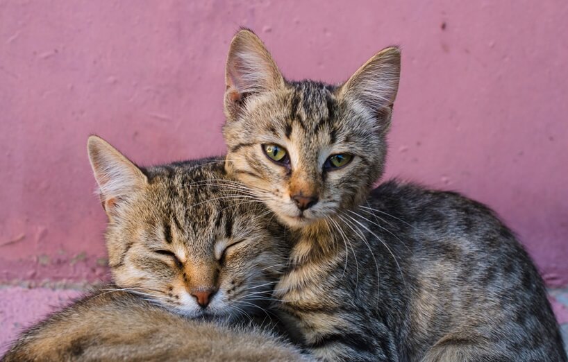 Katzenjahre-Rechner: Zwei Katzen kuscheln miteinander