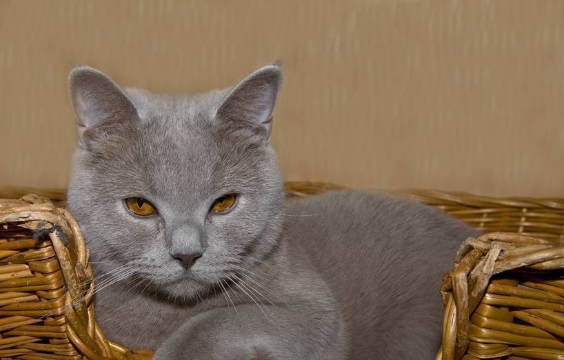 Katzenkorb: So finden Sie den passenden!