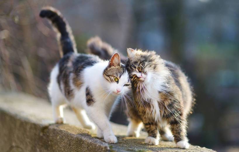 weibliche Katzennamen