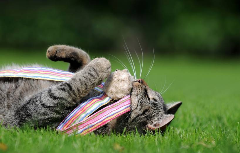 Katzenspielzeug selber machen