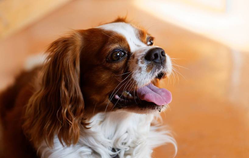 King-Charles-Spaniel - AGILA