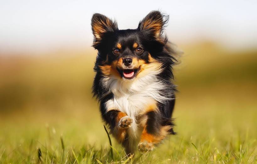 Der Hundezubehörshop für kleine Hunderassen