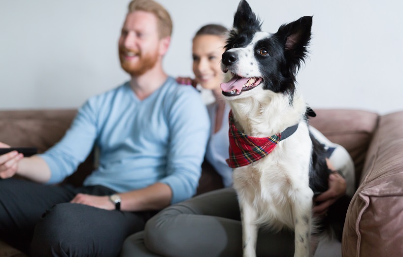 Können Hunde fernsehen