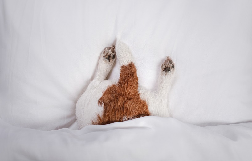 Kuriose Verhaltensweisen Mein Hund buddelt in der Wohnung und dreht sich im Kreis AGILA