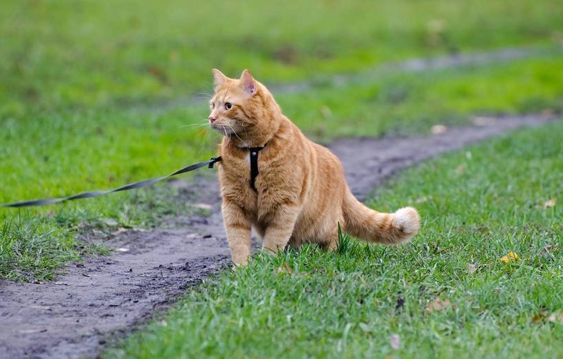 Leinenspaziergang Mit Der Katze Agila