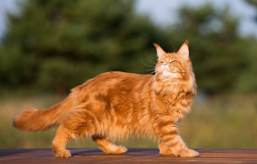 maine-coon-der-sanfte-riese-full-818x522.jpg