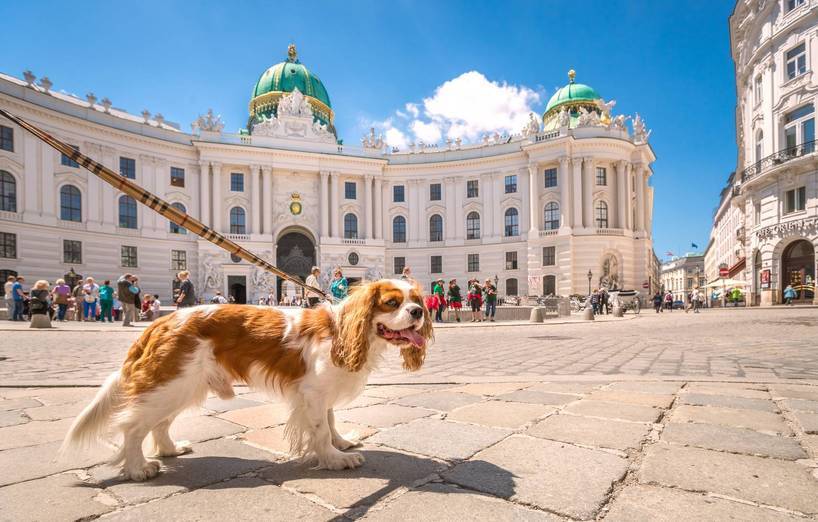 Museum Mit Hund In Der Nähe Mit dem Hund ins Museum – AGILA