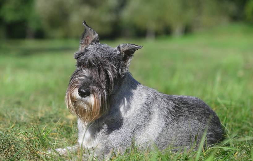 Mittelschnauzer - AGILA
