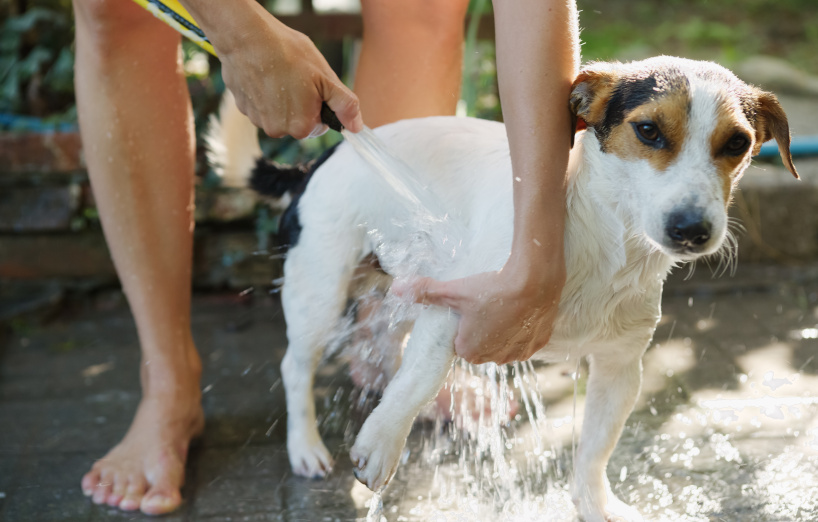 Eine mobile Hundedusche ist nützlich