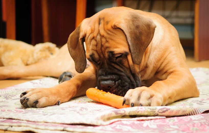 Möhrensuppe Für Hunde
