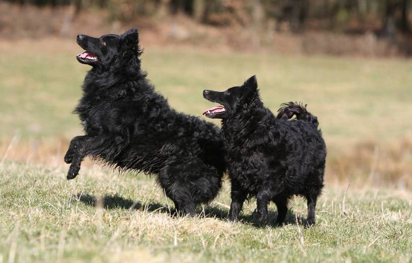 Mudi - ungarischer Hütehund