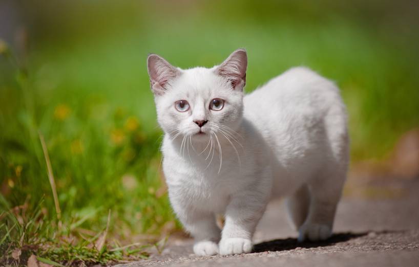 Munchkin Katze Bilder