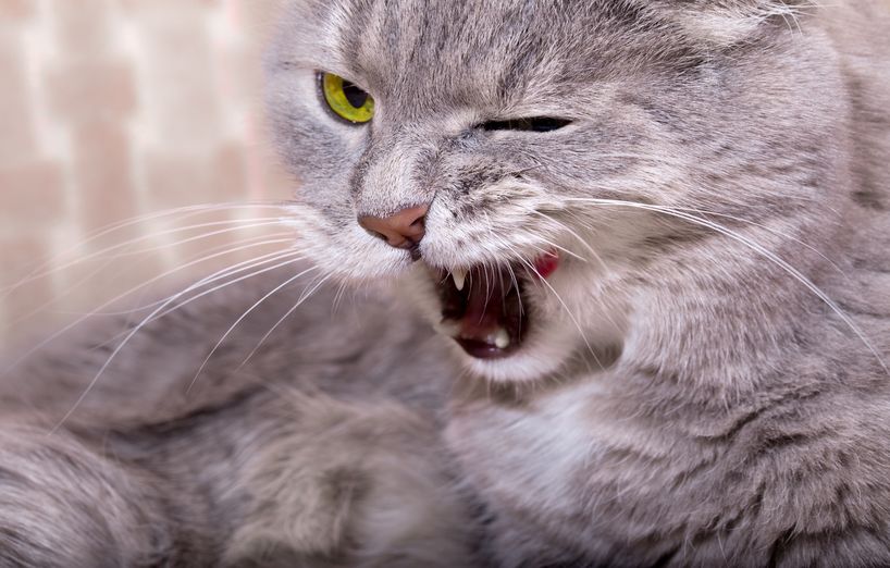 Katzenmimik: Gesichtsausdrücke von Katzen