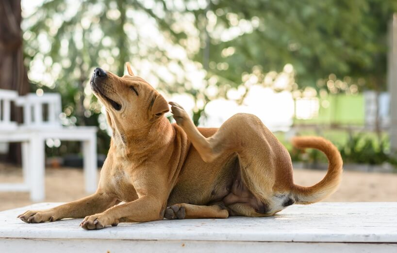 Hund mit braunem Kurzhaarfell kratzt sich intensiv am Ohr – möglicher Hinweis auf Ohrmilben beim Hund