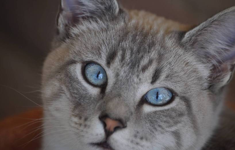 Ojos Azules Katze Preis