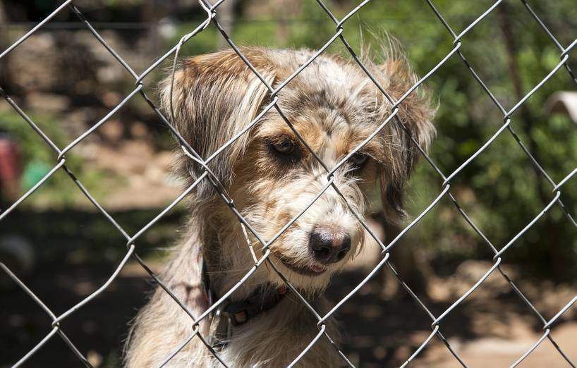 Patenschaft für einen Hund aus dem Tierheim