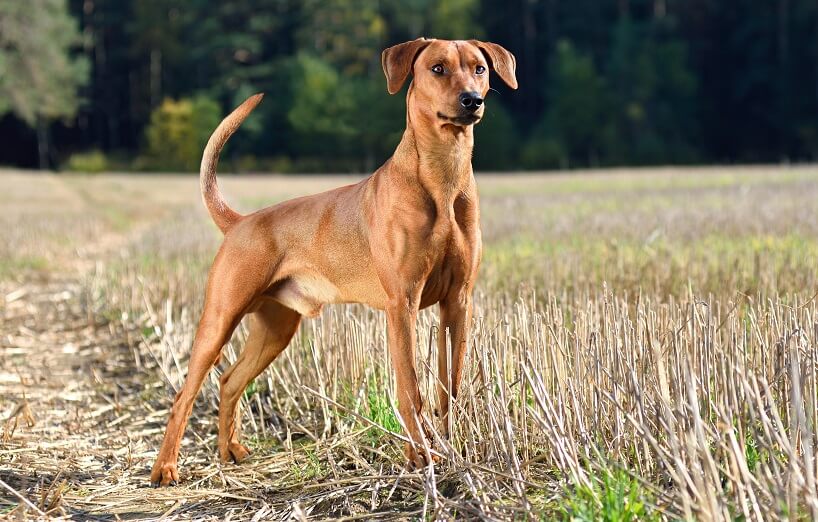 Deutscher Pinscher