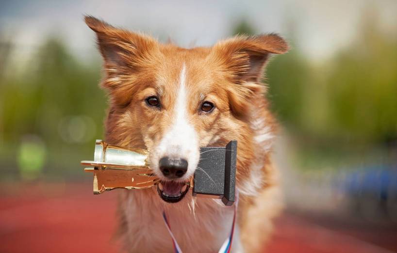 Pro Contra Ausstellung Und Wettbewerb Für Hunde Und