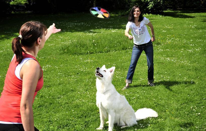 Dogsharing