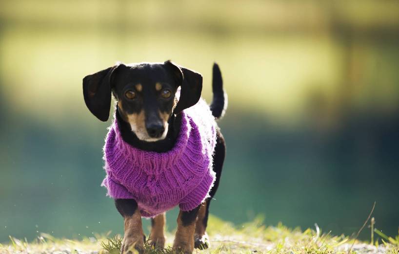 Pro & Contra: Hundebekleidung -nützlich oder überflüssig?